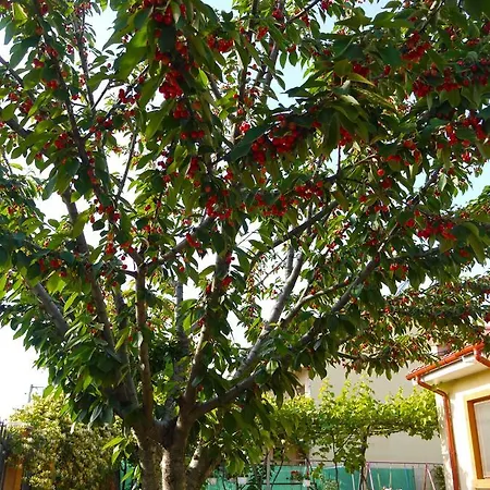 Penzion Maris *